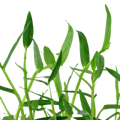 Murdannia keisak
