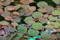 Phyllanthus fluitans