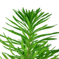 Pogostemon erectus