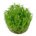 Pogostemon erectus