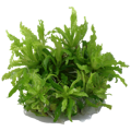 Pogostemon helferi