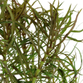 Pogostemon stellatus