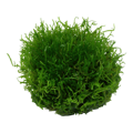 Riccia fluitans