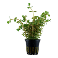 Rotala rotundifolia