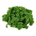 Salvinia auriculata
