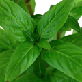 Staurogyne repens