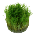 Taxiphyllum 'Spiky'