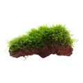 Taxiphyllum barbieri na kameni