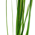 Vallisneria nana