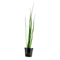 Vallisneria nana