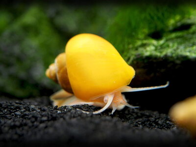 Ampularia australis yellow