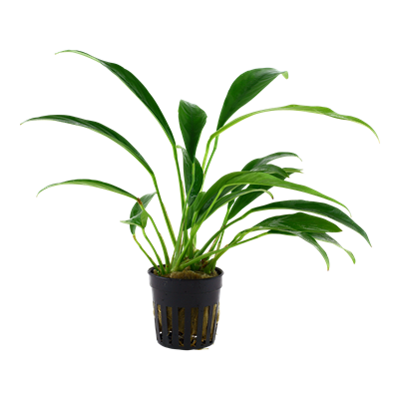 Anubias barteri var. angustifolia