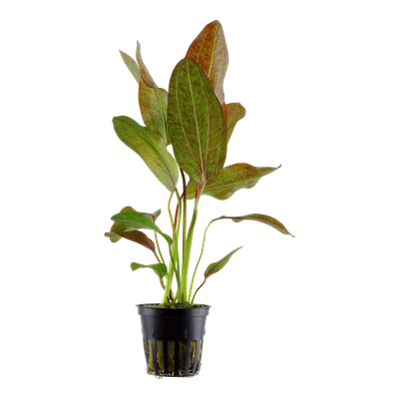 Echinodorus 'Ozelot'