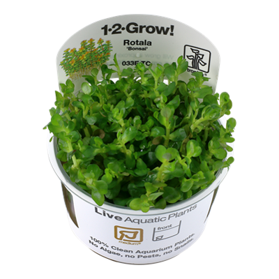 Rotala indica 'Bonsai'