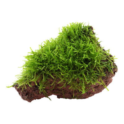 Taxiphyllum barbieri na kameni