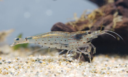 Caridina japonica L
