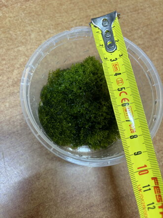 Riccardia chamedryfolia  