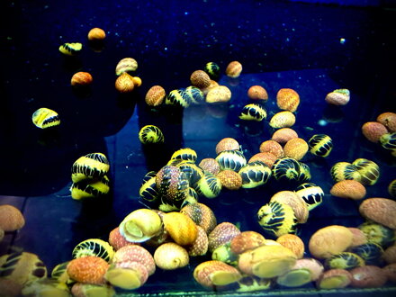 Clithon pink lady - Yellow lady