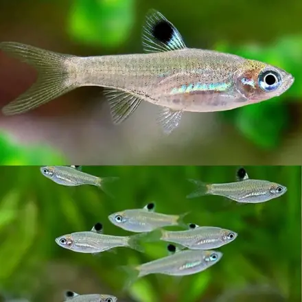 Rasbora dorsiocellata