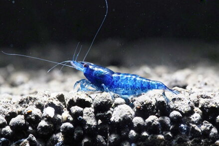 Neocaridina davidi topas blue