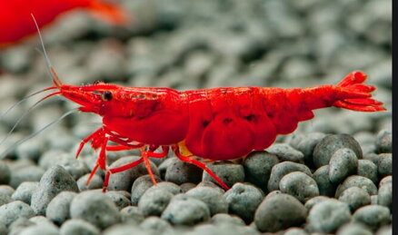 Neocaridina denticulata - Red Cherry