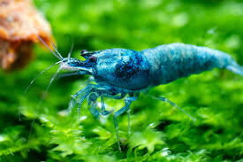 Caridina cantonensis cf. Blue Bolt