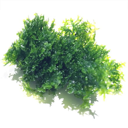 Riccardia chamedryfolia  in-vitro