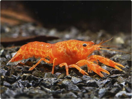 Cambarellus patzcuarensis orange