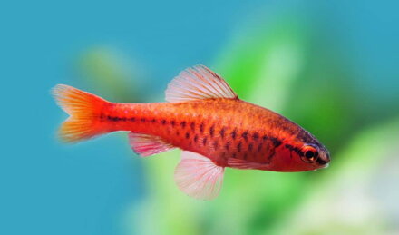 Puntius titteya