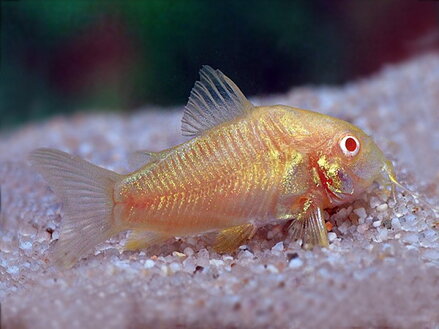 Corydoras aeneus albin