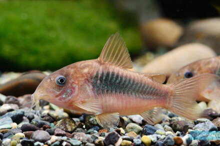 Corydoras aeneus