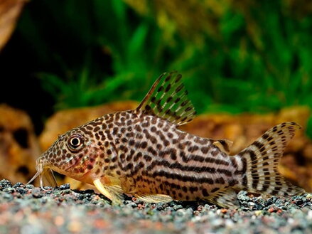 Corydoras sterbai