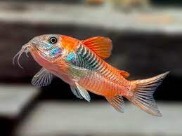 Corydoras venezuelanus orange