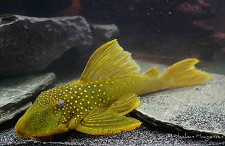 Hypostomus supviridis. L200 Geen Phantom