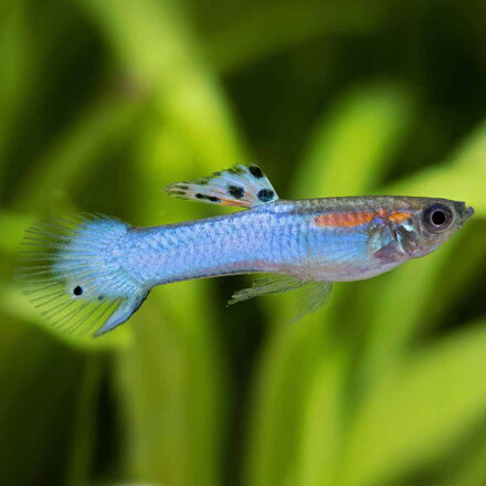 Poecila endler japan blue