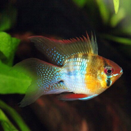 Papiliochromis ramirezi ballon