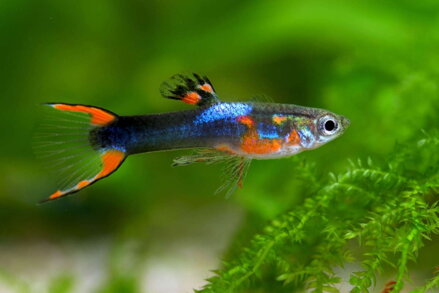Poecila endler black fire