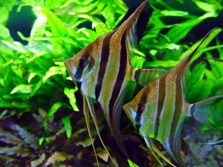 Pterophyllum scalare mix