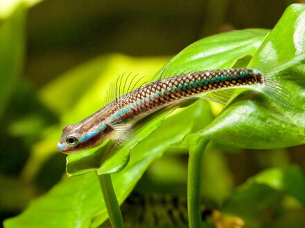 Stiphodon undio blue