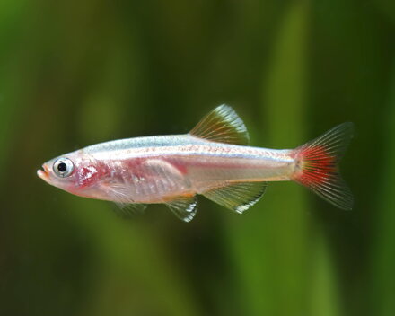 Tanichthys albonubes gold