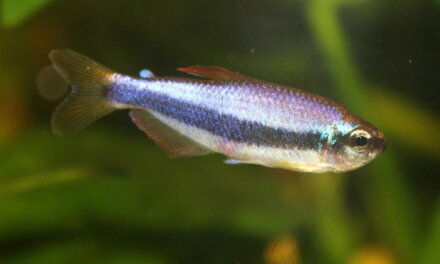 Inpaichthys kerri 