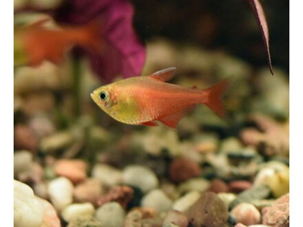 Hyphessobrycon flammeus orange 