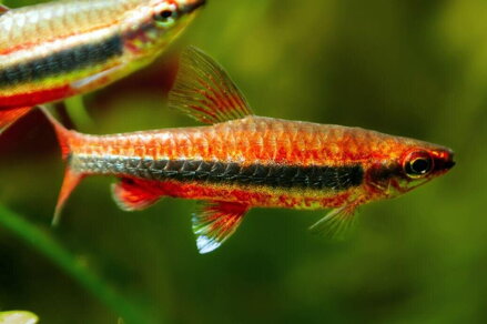 Nannostomus beckfordi red 