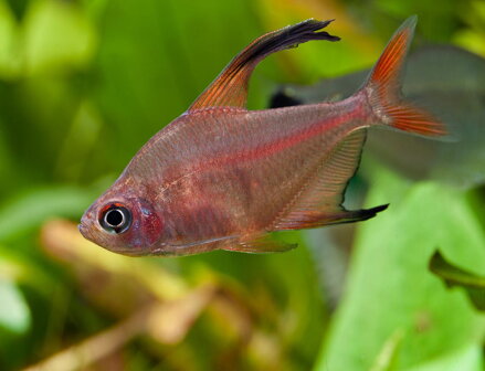 Hyphessobrycon roberti 