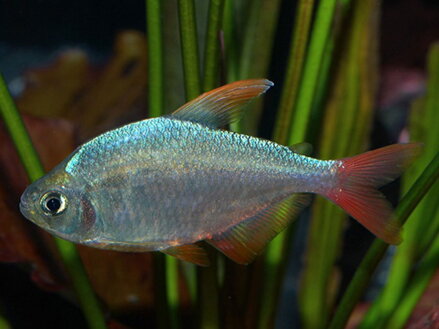 Hyphessobrycon ecuadoriensis