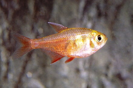 Hyphessobrycon flammeus diamant 