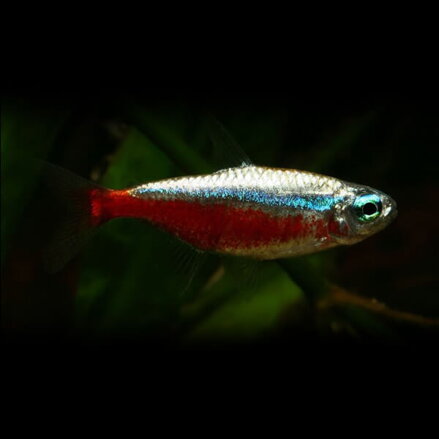 Cheirodon axelrodi gold