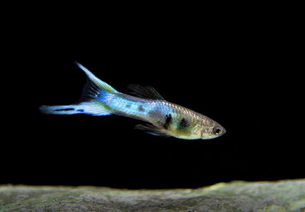 Poecilia wingei japan blue 