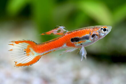 Poecilia wingei scarlett red 