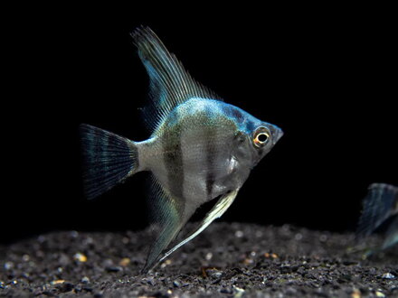 Pterophyllum scalare blue diamond